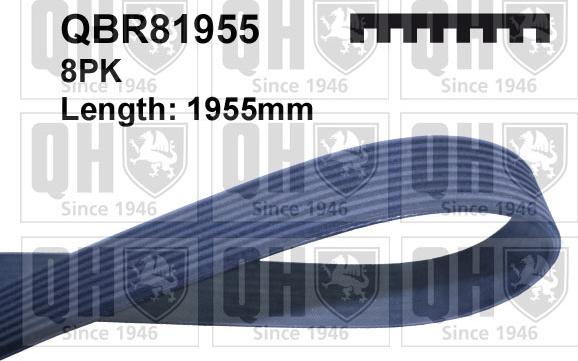 Quinton Hazell QBR81955 - Поліклиновий ремінь avtolavka.club